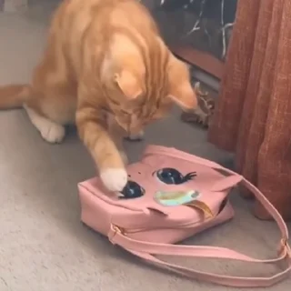 🤩