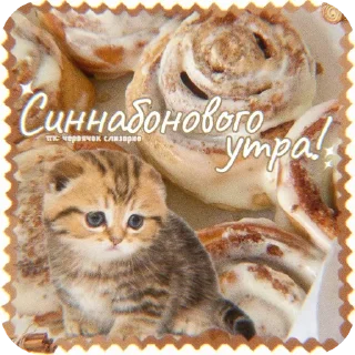 🐱