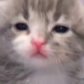 😿