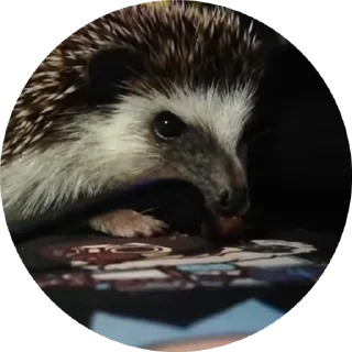 🦔