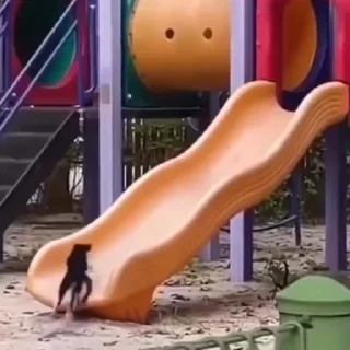 🐈