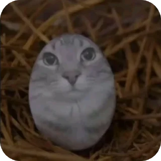 🐱