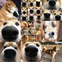 🐶