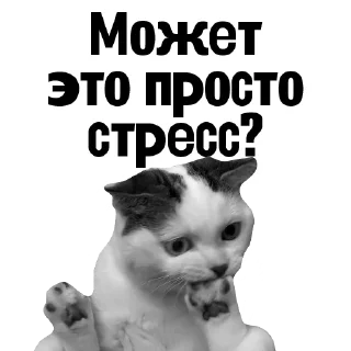 😿