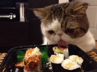 🐱