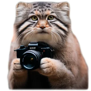 📸