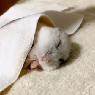😴