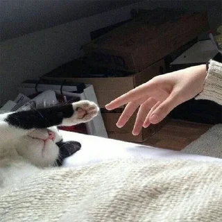 🐈