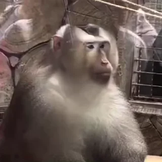 🙉