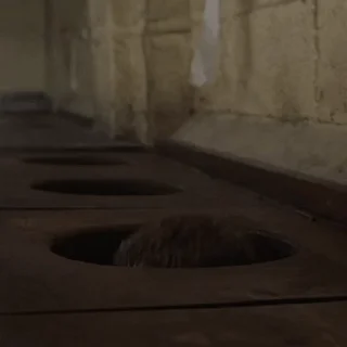 💩