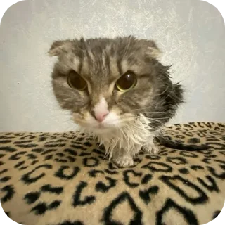 🐱