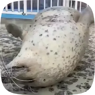 👏