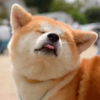 🐶