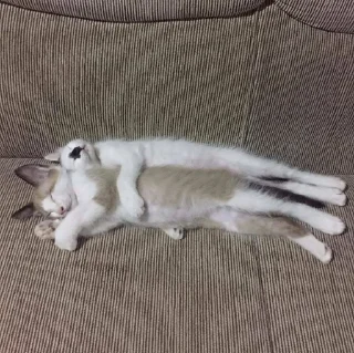 🐈