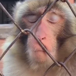 🐒