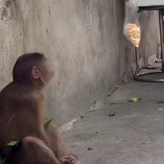 🙉