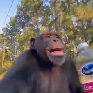 🐵