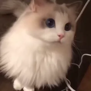 🐈
