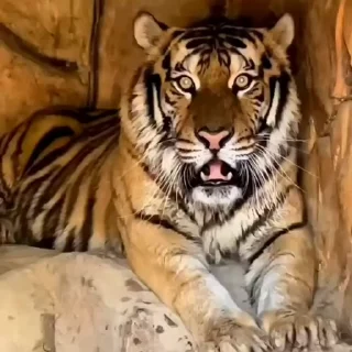 🤩