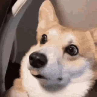 🐶