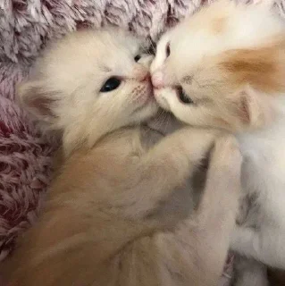 🤍