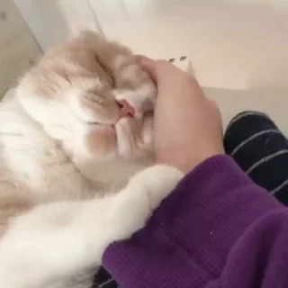 🐈