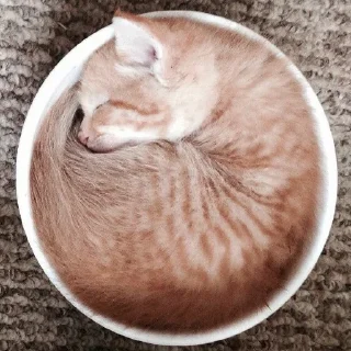 🍜