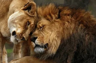 Lions @stickersb2b