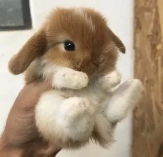 😇