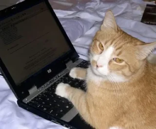 💻
