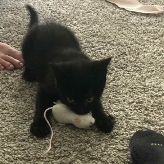 😺