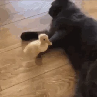 🐱