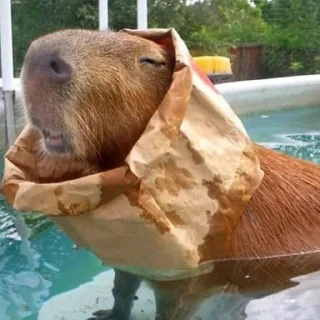 🏊