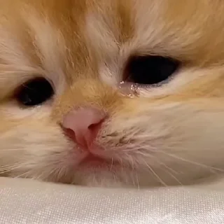 😿