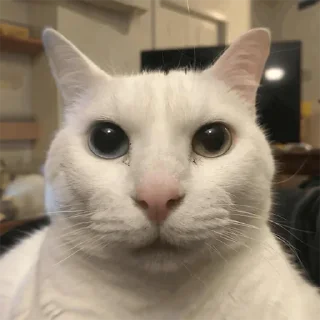 🐱