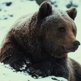 🤩