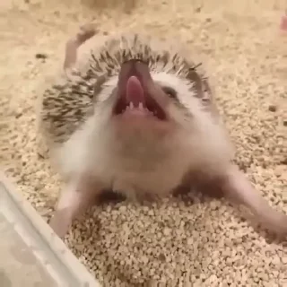 😴