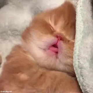 🥱