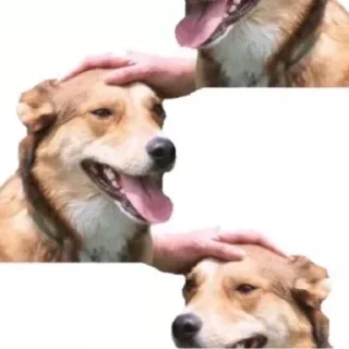 🐶
