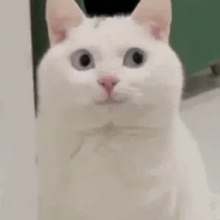🐱