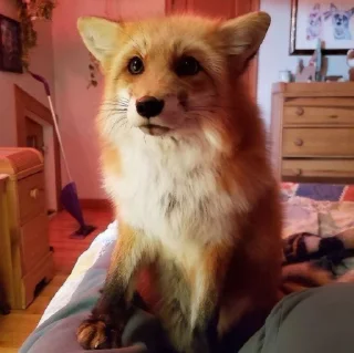 🦊