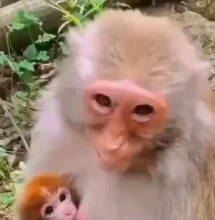 🌟