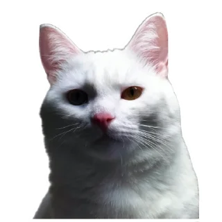 🐱