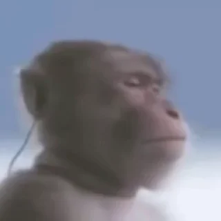 🙉