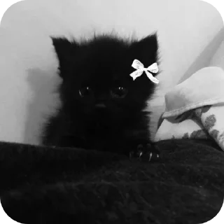 🐱