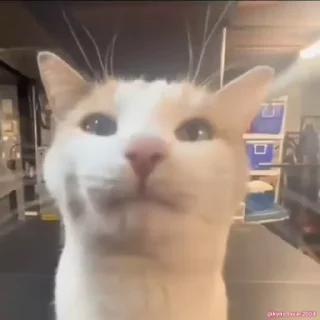 👅