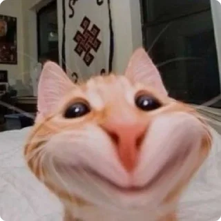 😸