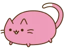 🐱