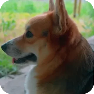 🐶