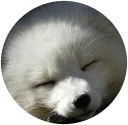 🦊